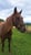 Horse ad