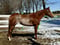Annuncio cavallo