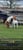 Annuncio cavallo