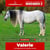 Paardadvertentie