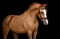 Annuncio cavallo