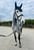 Horse ad