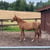 Horse ad