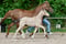 Annuncio cavallo