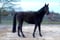 Horse ad