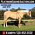 Horse ad