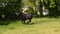 Horse ad