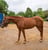 Annuncio cavallo