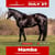Horse ad
