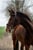 Horse ad