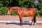 Annuncio cavallo