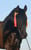 Horse ad