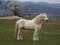 Horse ad