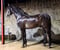 Annuncio cavallo