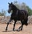 Annuncio cavallo
