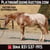 Annuncio cavallo