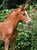 Annuncio cavallo