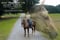 Horse ad
