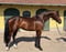 Annonce cheval
