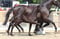 Annuncio cavallo