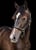 Annuncio cavallo
