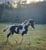 Horse ad