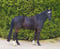 Annuncio cavallo