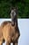 Annuncio cavallo