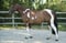 Horse ad