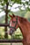 Horse ad