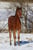 Horse ad