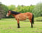 Horse ad