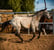 Horse ad