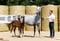 Horse ad