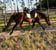 Horse ad
