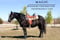 Horse ad