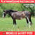 Horse ad