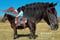 Horse ad