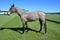 Annuncio cavallo