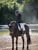 Horse ad