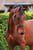 Annuncio cavallo