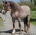 Annuncio cavallo