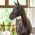 Annuncio cavallo