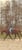 Horse ad