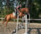 Horse ad