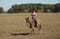 Horse ad