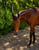 Horse ad