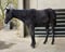 Annuncio cavallo