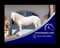 Horse ad