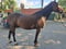 Horse ad